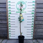 Marhuľo-slivka (Prunus hybrid) ‘MIRACOSE’ - výška 110-130 cm, kont. C7L